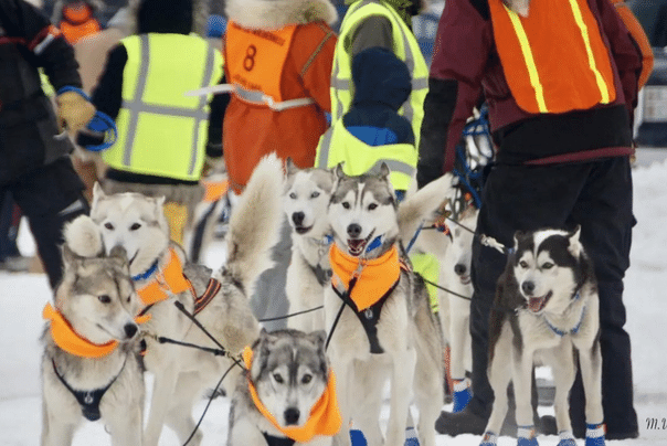 Wilderness Sled Dog Races